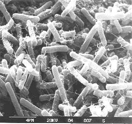 Clostridium acetobutylicum                