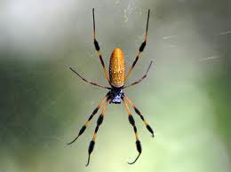 spider