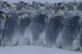 emperor penguins