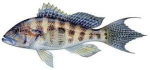 sea bass
