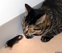 cat vs mouse
