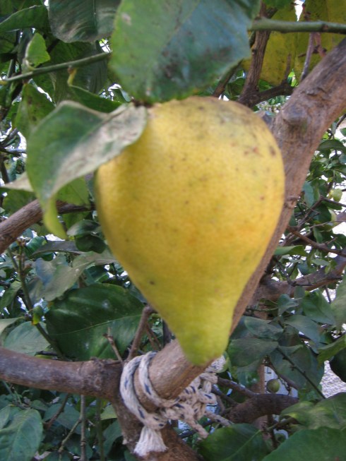 Lemon as Pear