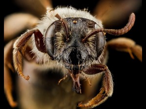 Bee closeup