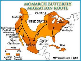 Monarch 1