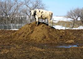 manure pile