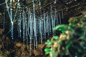Waitomo glowworm cave