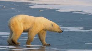 polar-bear